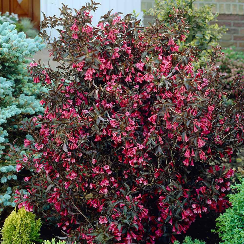 Weigela Alexandra, cu flori bronzii-roz intens