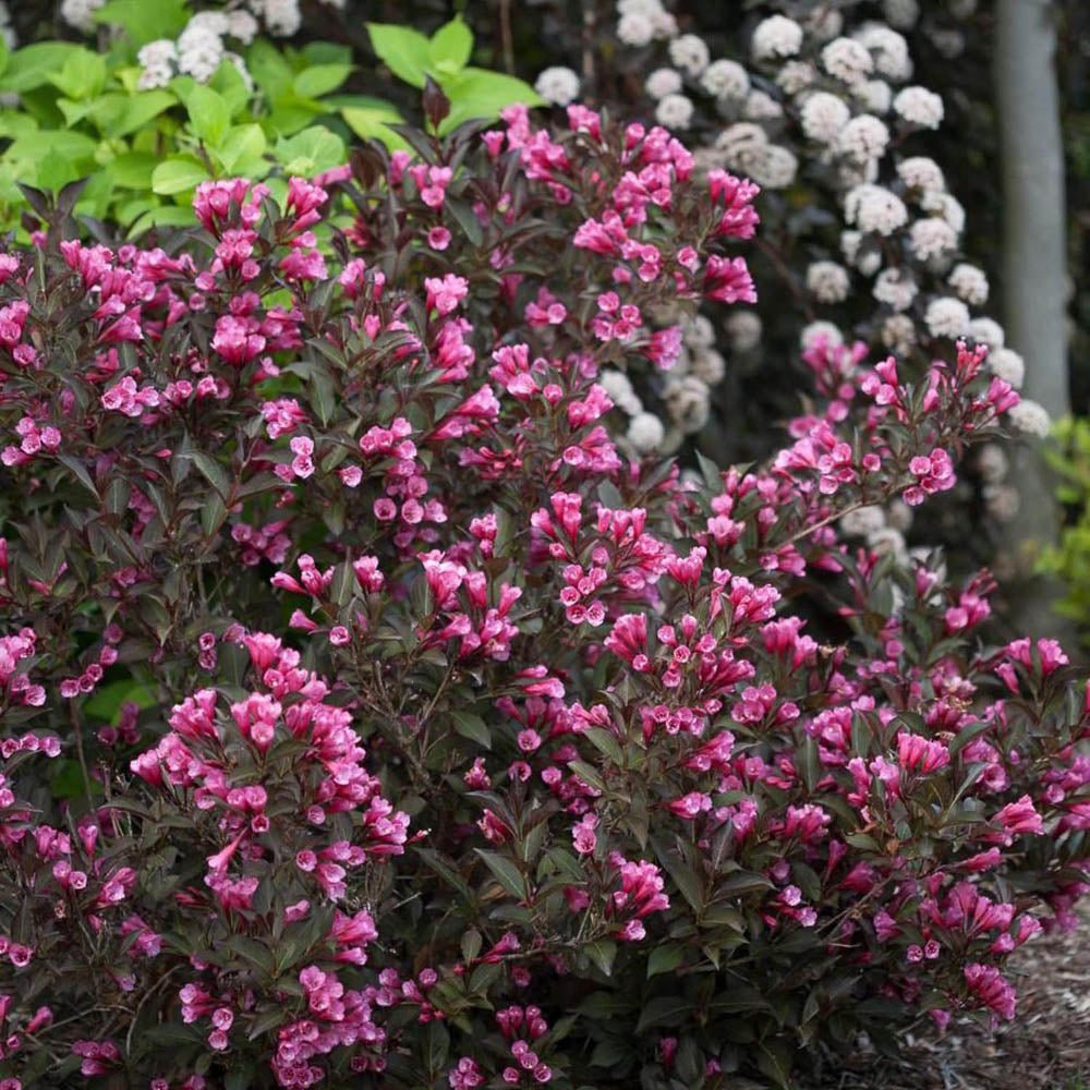 Weigela Alexandra, cu flori bronzii-roz intens