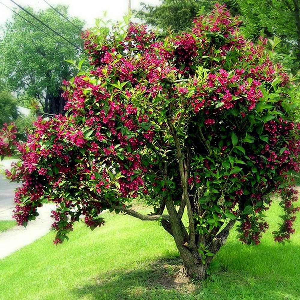 Weigela roz-inchis Alexandra - Tip Copac