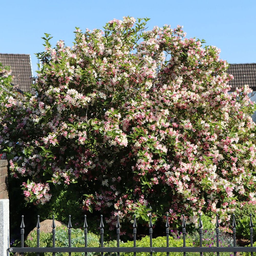 Weigela roz-pal Magical Rainbow - Tip Copac