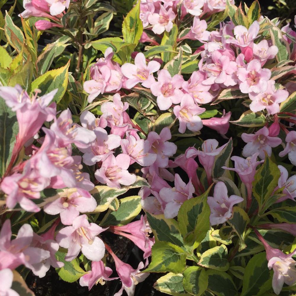 Weigela roz-pal Magical Rainbow - Tip Copac
