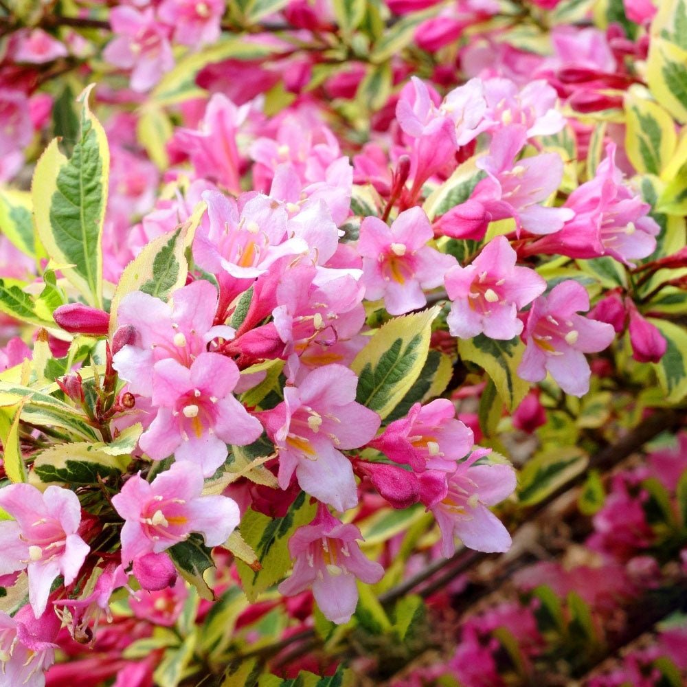 Weigela roz-pal Magical Rainbow - Tip Copac