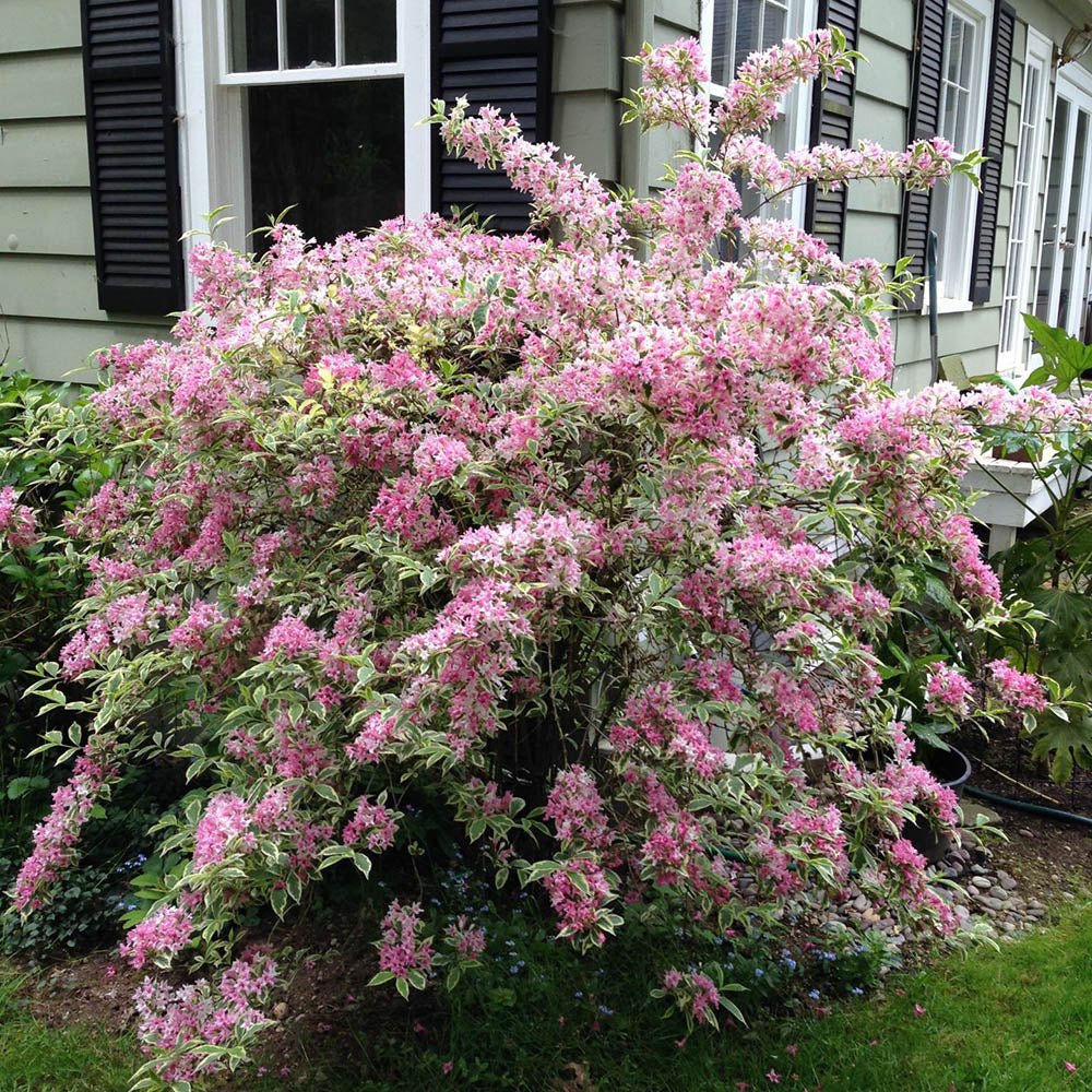 Weigela Variegata, cu marginii crem si flori roz