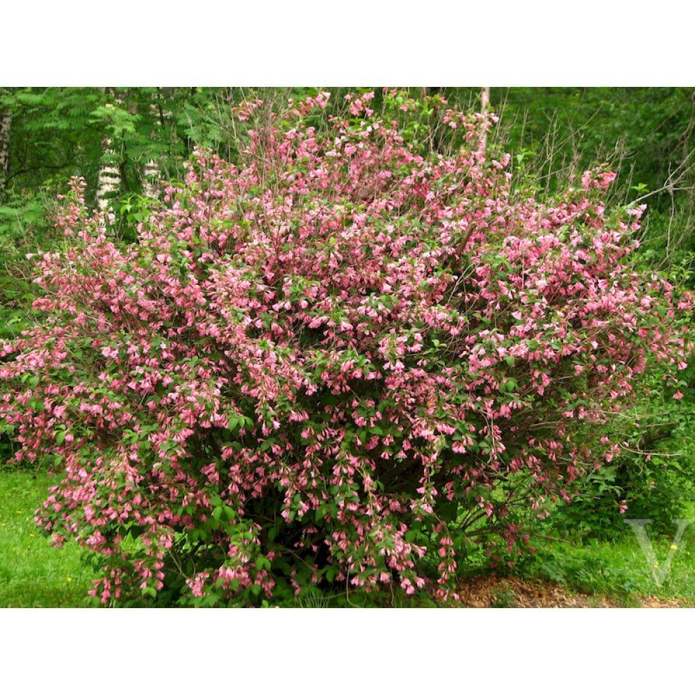 Weigela Victoria burgundiu, cu flori roz