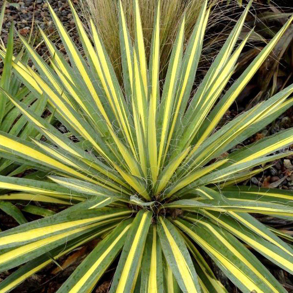 Yucca Bright Edge, cu frunze verzi-galbene