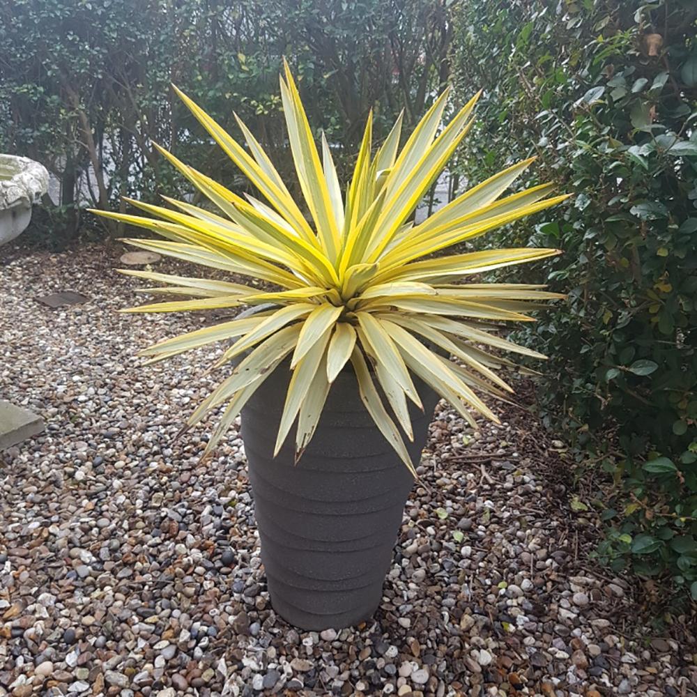 Yucca Citrus Twist, cu frunze verzi-citrus