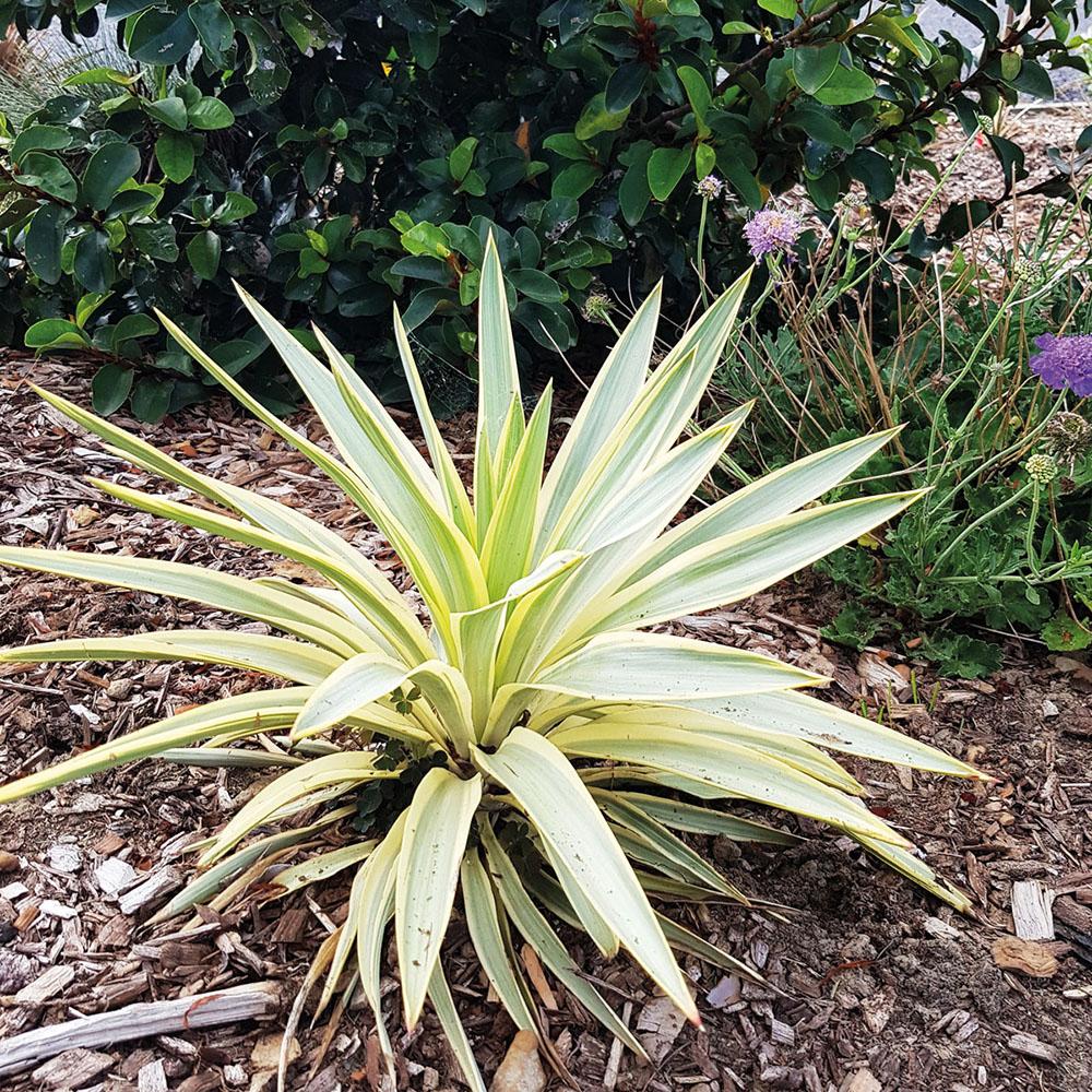 Yucca Citrus Twist, cu frunze verzi-citrus