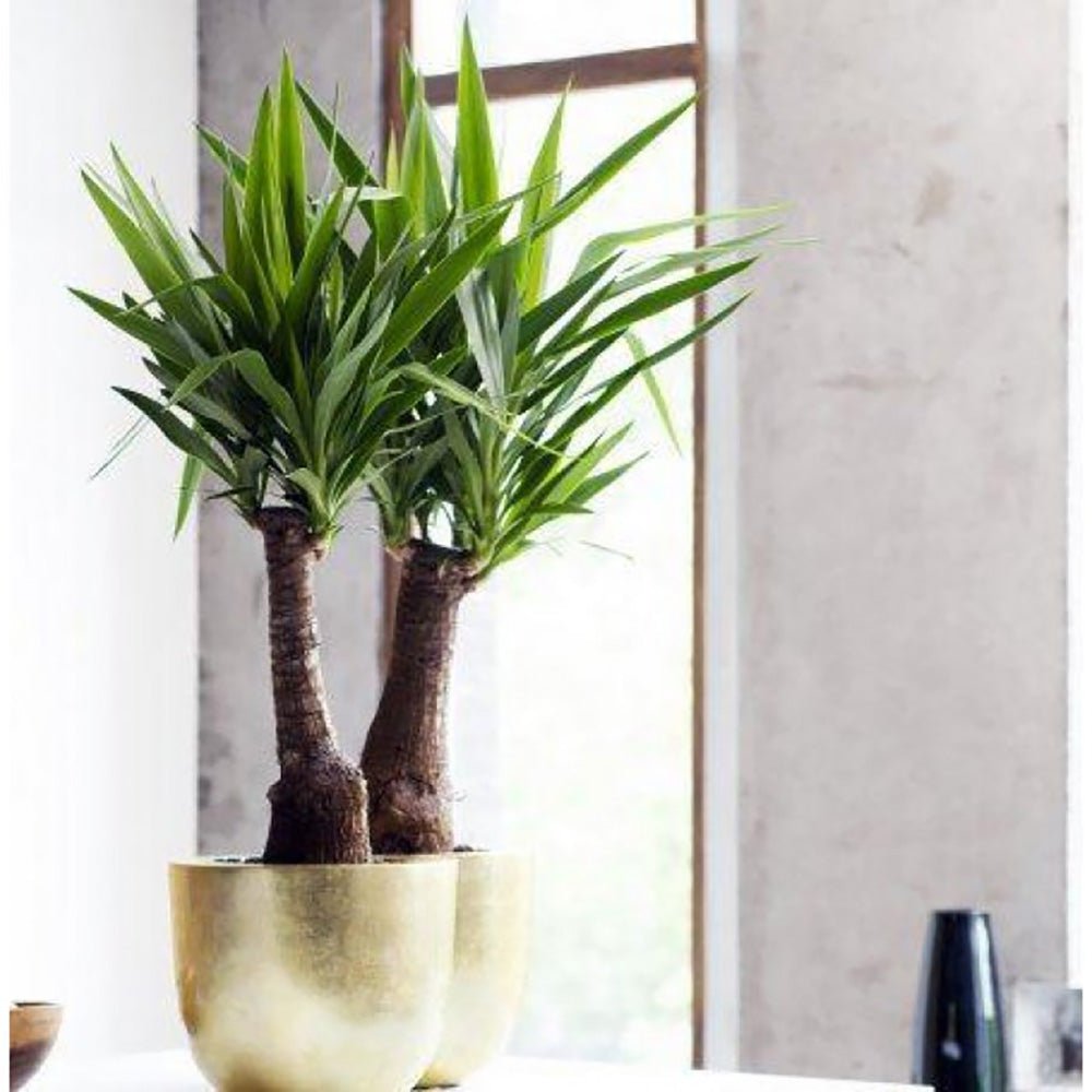 Arborele Vietii (Yucca Elephantipes) - 80 cm