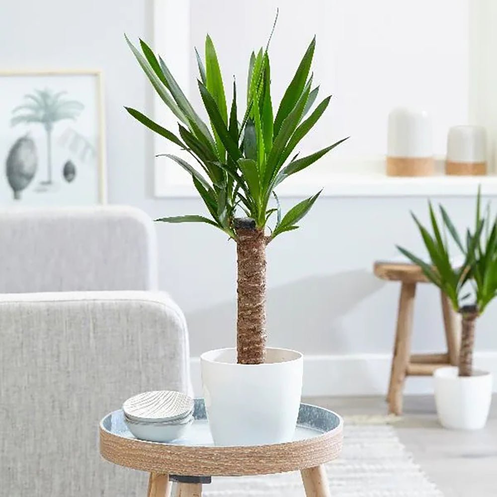 Arborele Vietii (Yucca Elephantipes) - 80 cm