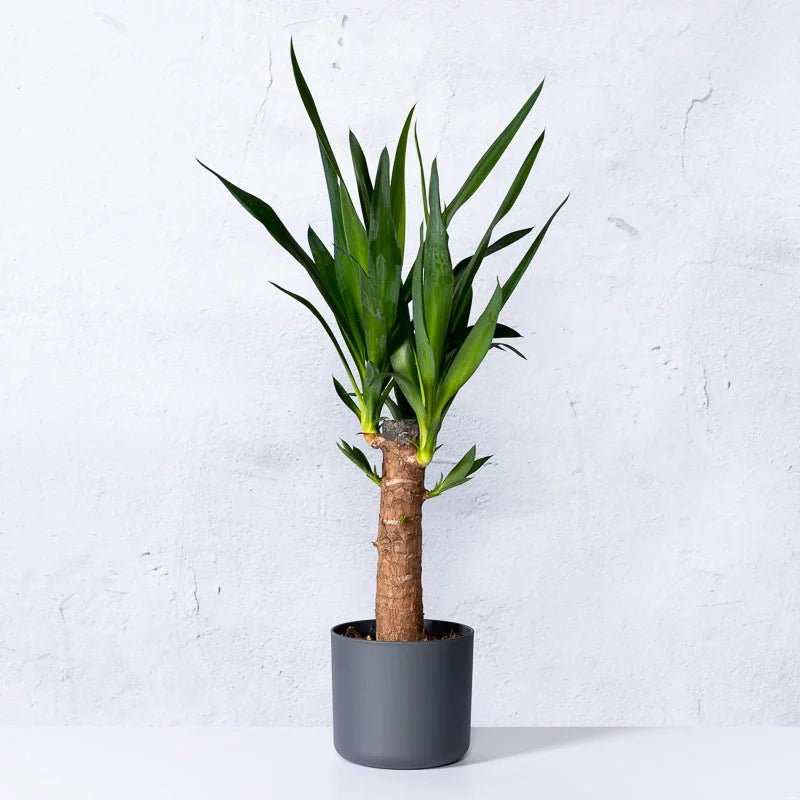 Arborele Vietii (Yucca Elephantipes) - 80 cm