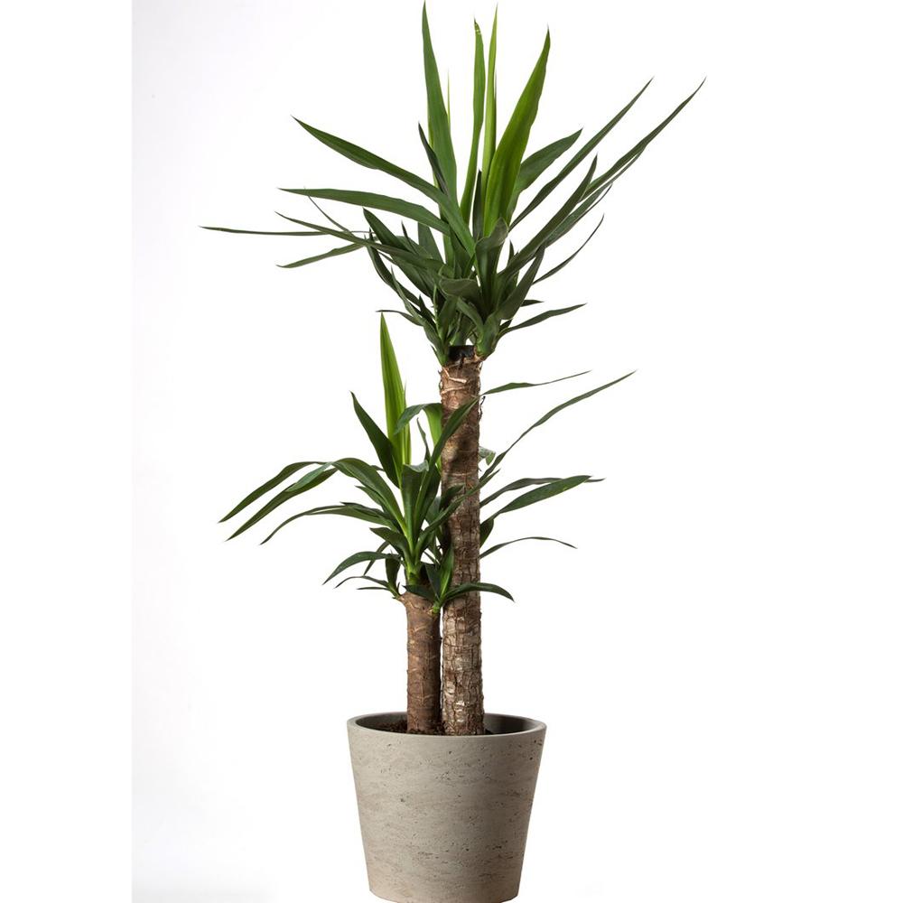 Arborele Vietii (Yucca Elephantipes) - 60 cm