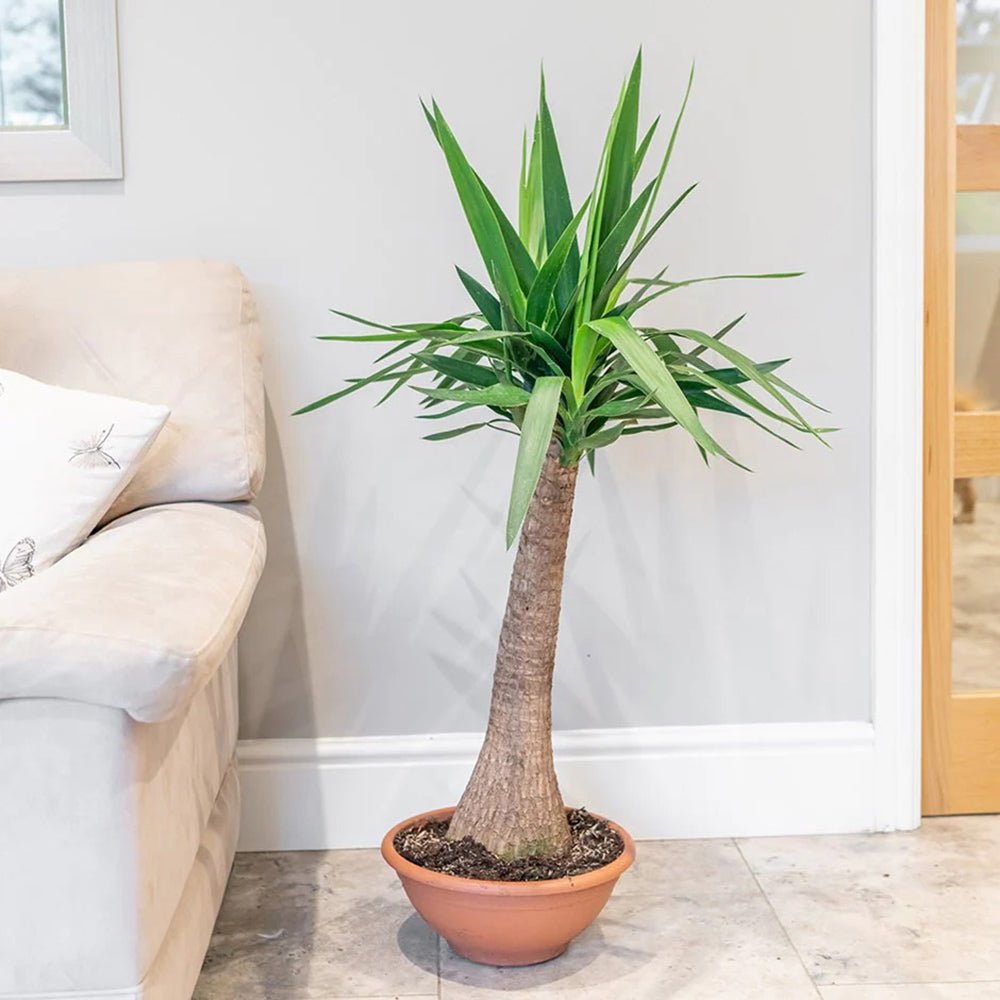 Arborele Vietii (Yucca Elephantipes) - 80 cm