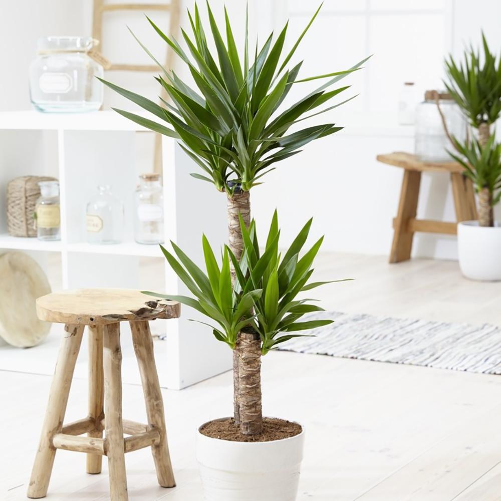 Arborele Vietii (Yucca Elephantipes) - 80 cm