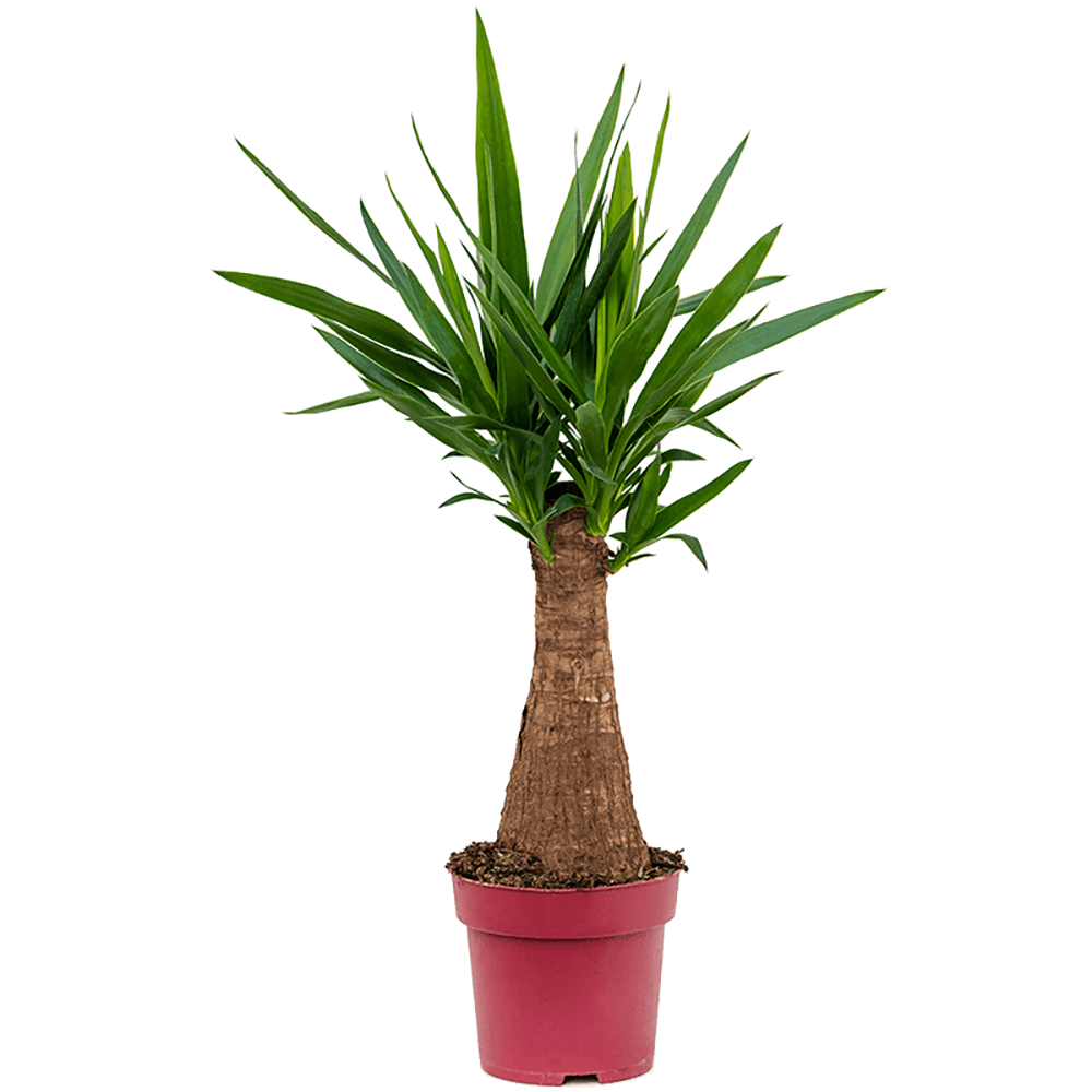 Arborele Vietii (Yucca Elephantipes) - 80 cm