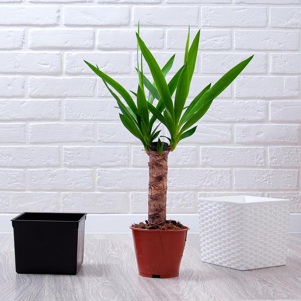 Arborele Vietii (Yucca Elephantipes) - 80 cm