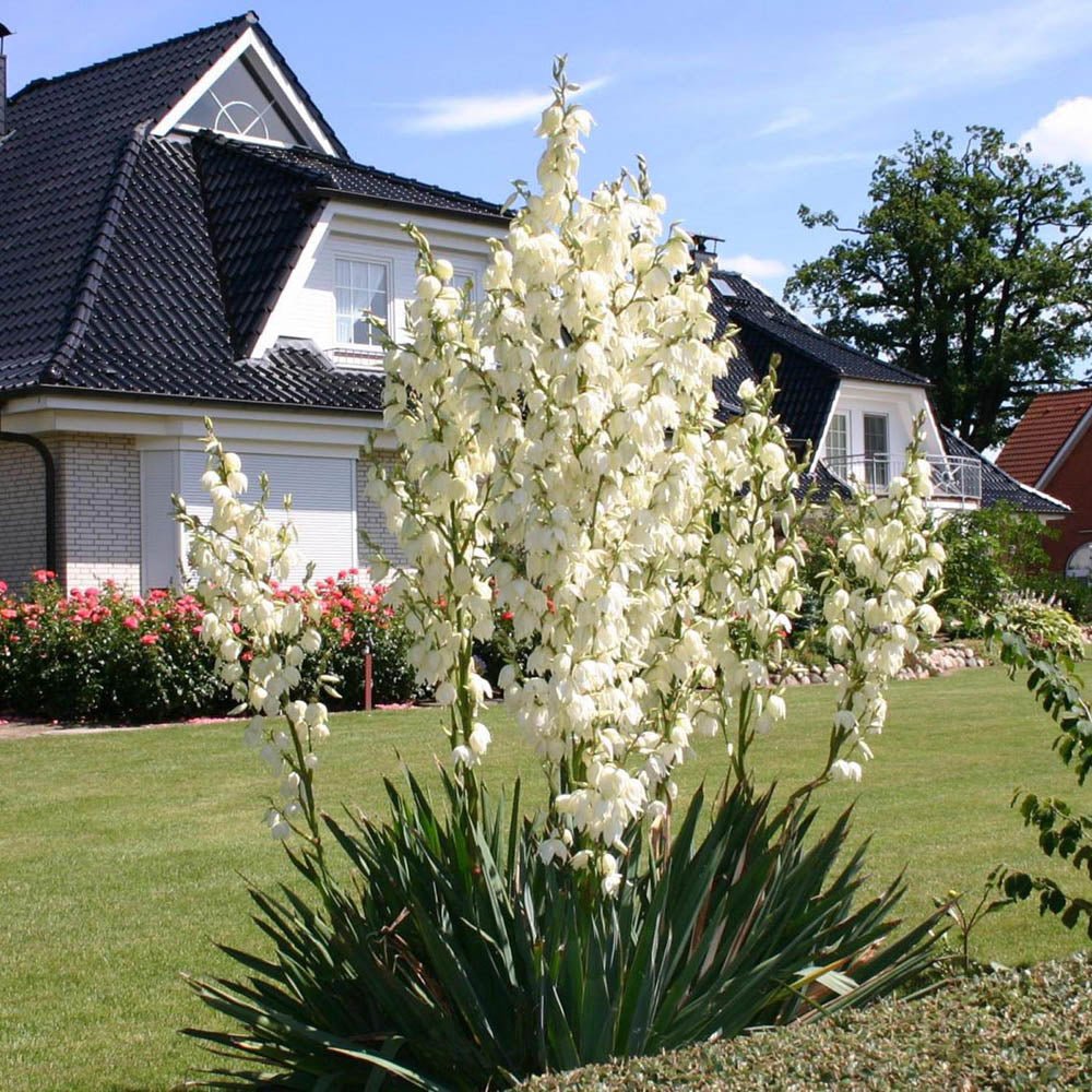 Yucca Filamentosa, cu frunze verzi