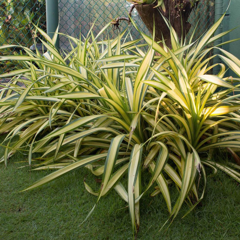 Yucca Golden Sword, cu frunze verzi-auriu
