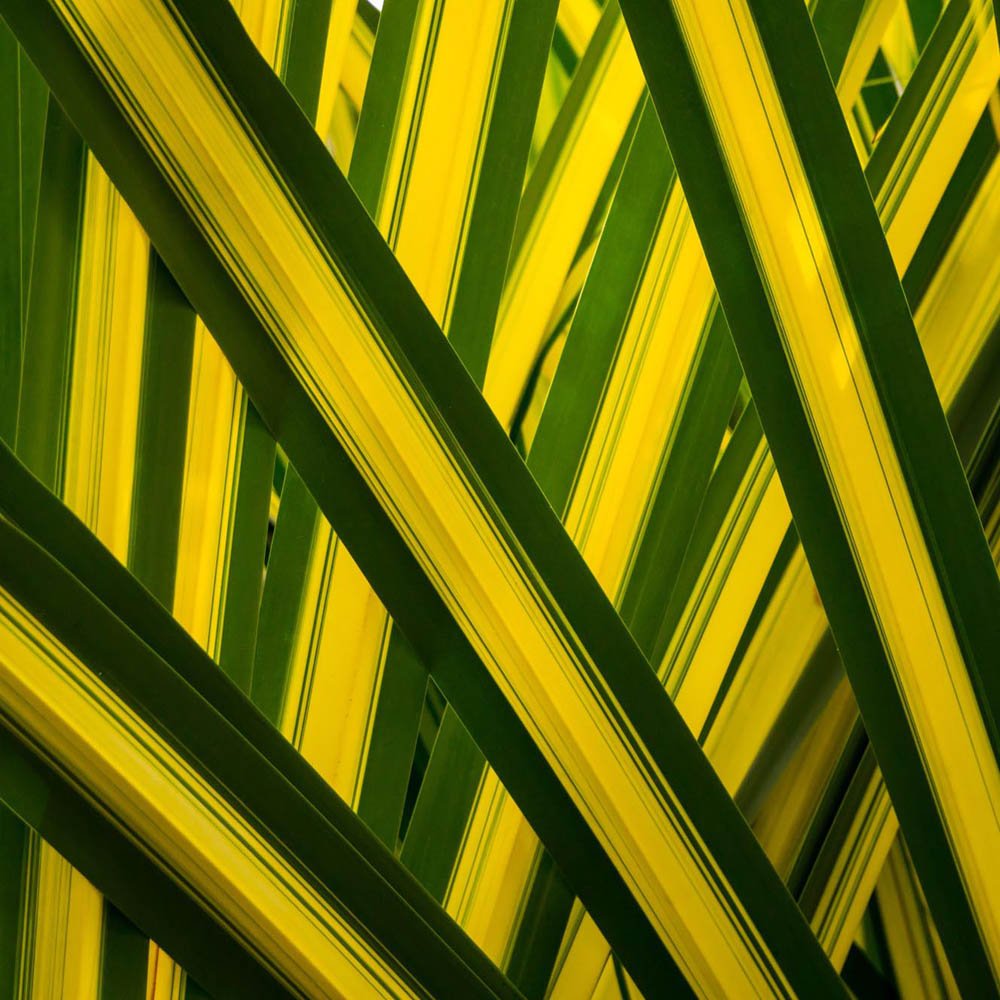 Yucca Golden Sword, cu frunze verzi-auriu