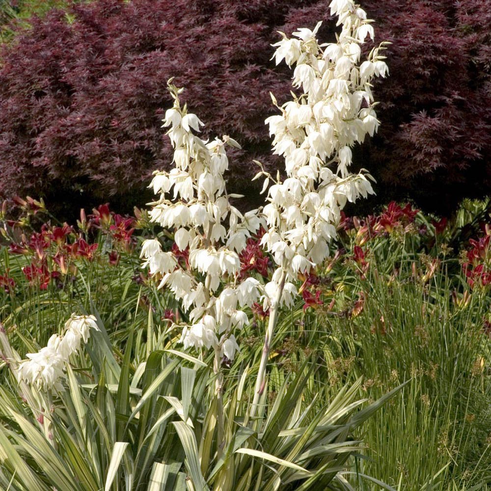 Yucca Golden Sword, cu frunze verzi-auriu