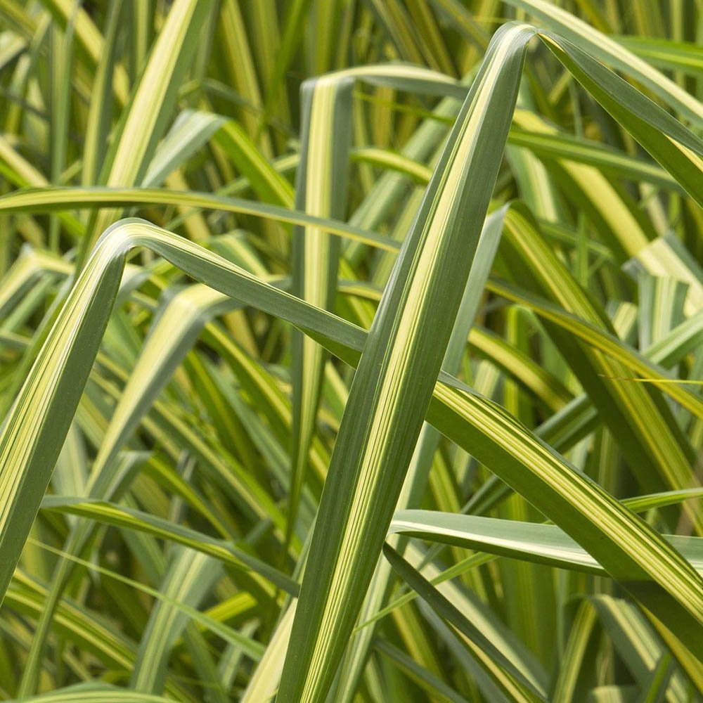 Yucca Golden Sword, cu frunze verzi-auriu