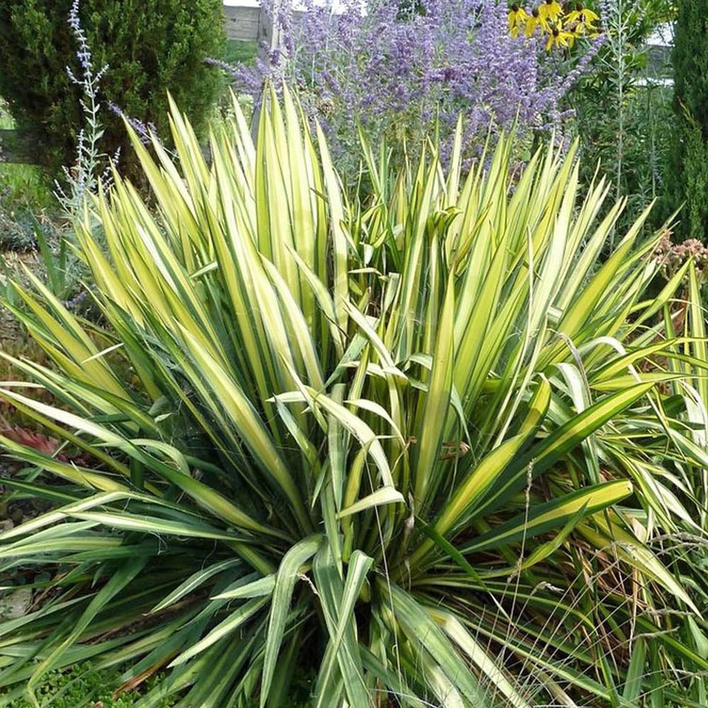 Yucca Golden Sword - VERDENA-30-40 cm inaltime livrat in ghiveci de 7.5 L