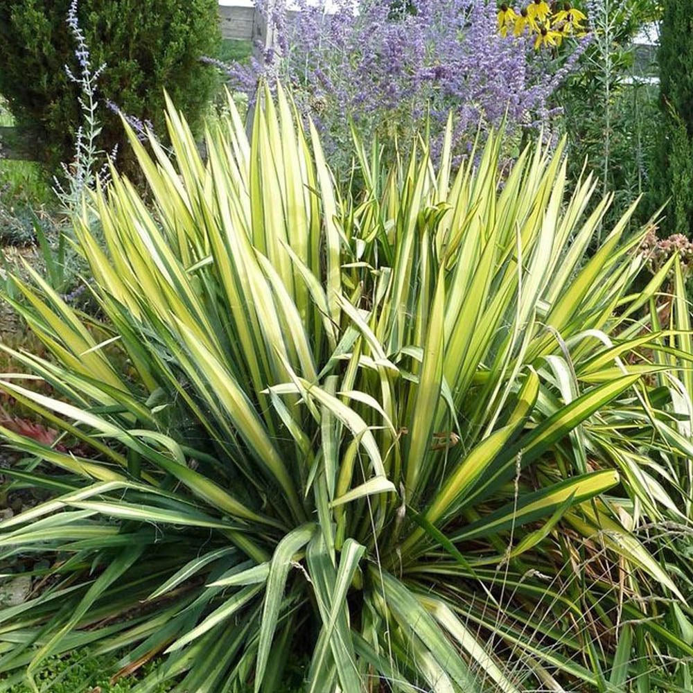 Yucca Golden Sword, cu frunze verzi-auriu