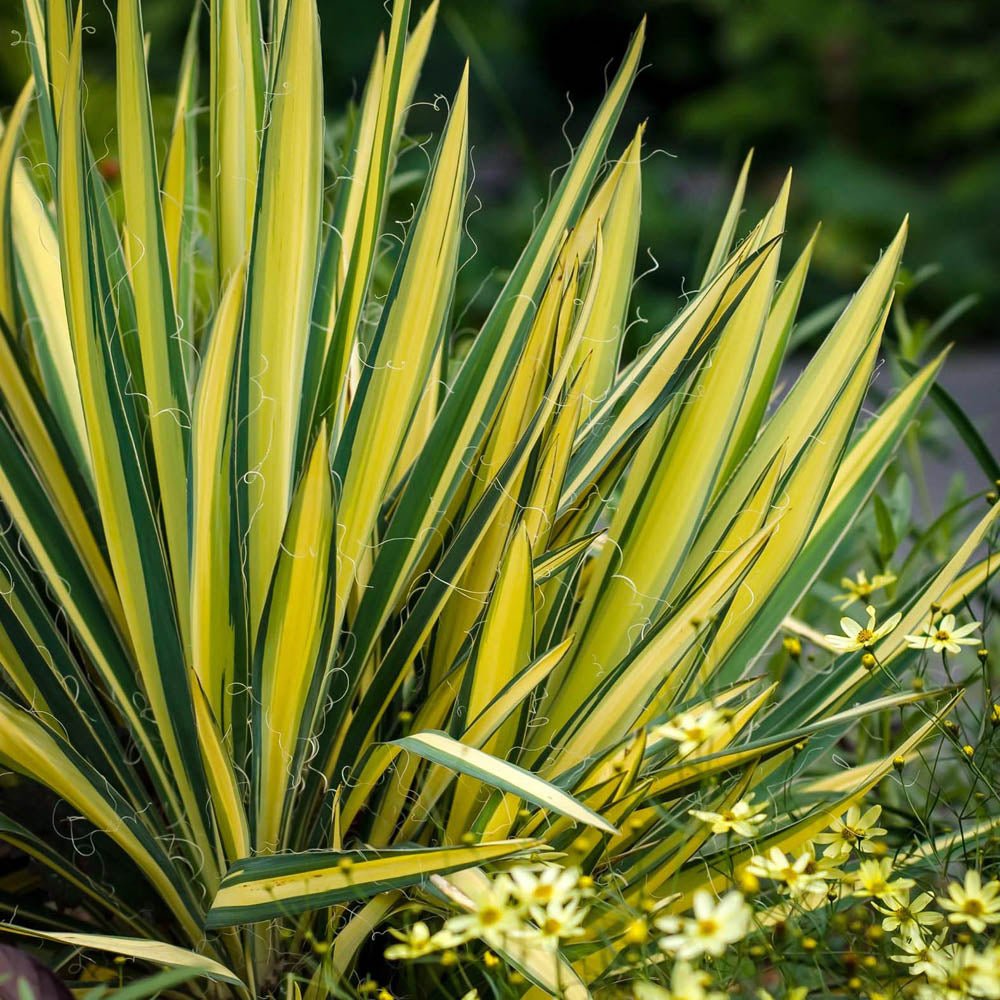 Yucca Golden Sword, cu frunze verzi-auriu