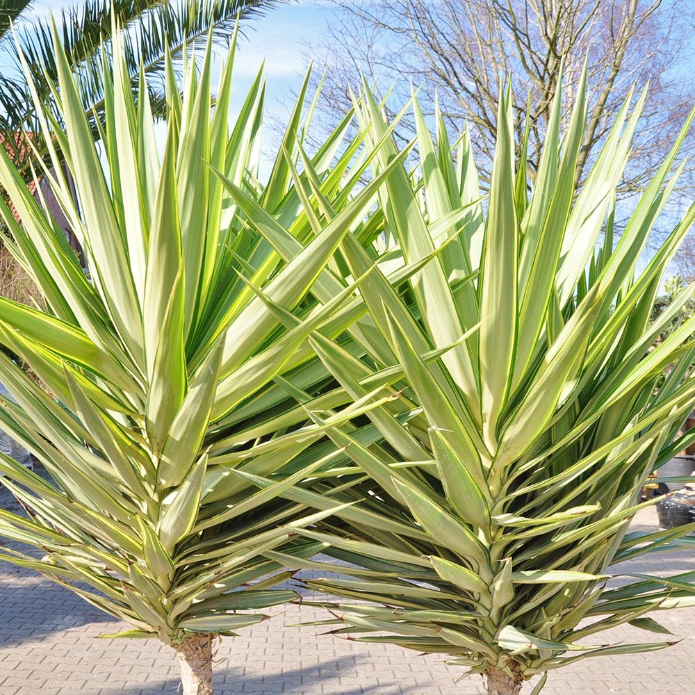 Yucca Jewel, cu frunze galbene-crem