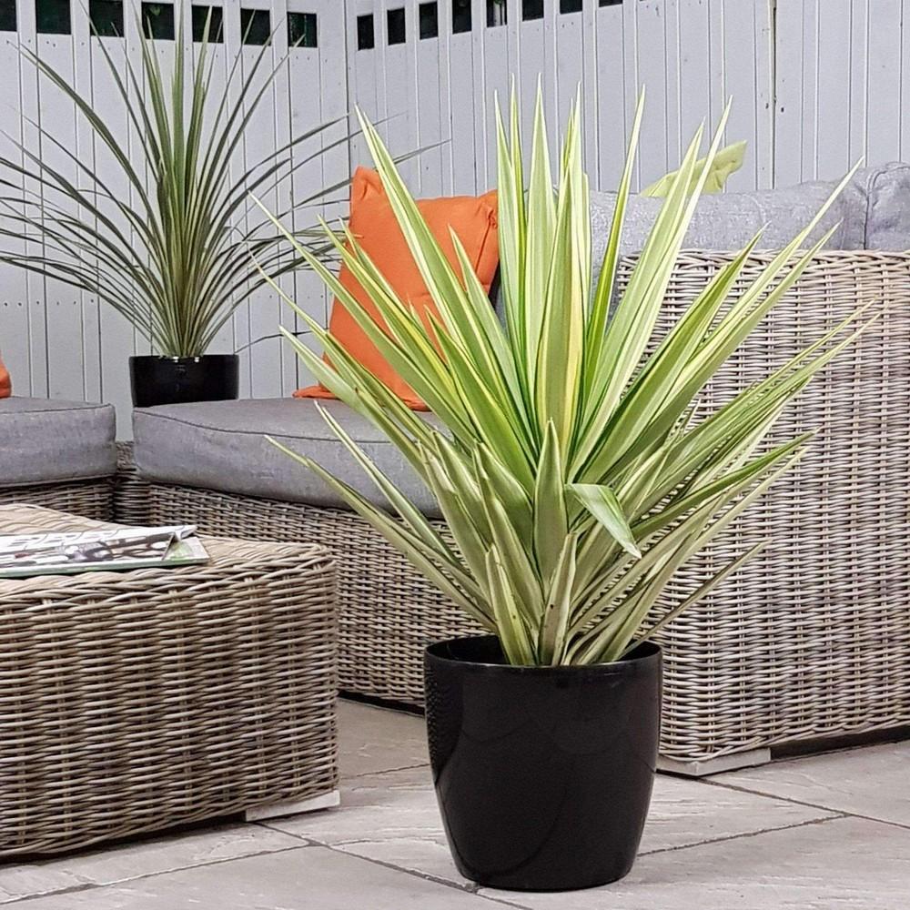 Yucca Jewel, cu frunze galbene-crem