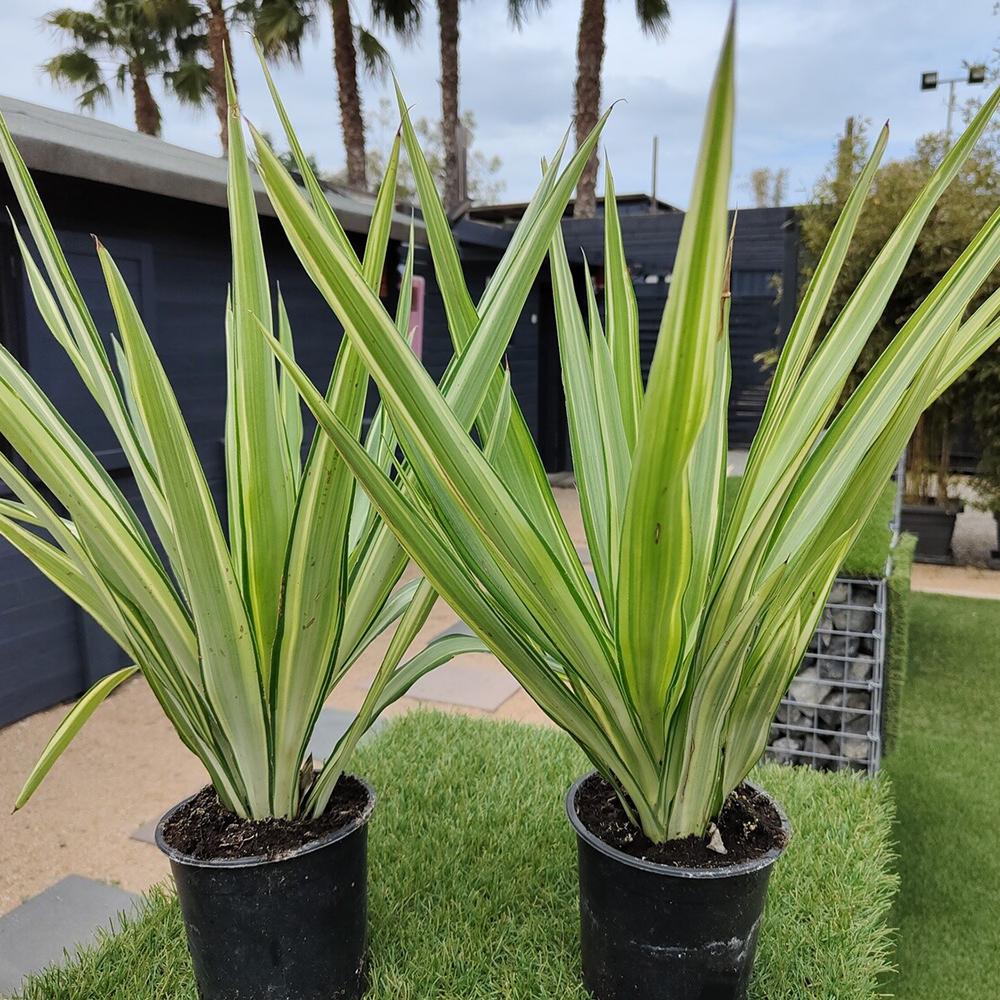 Yucca Jewel, cu frunze galbene-crem