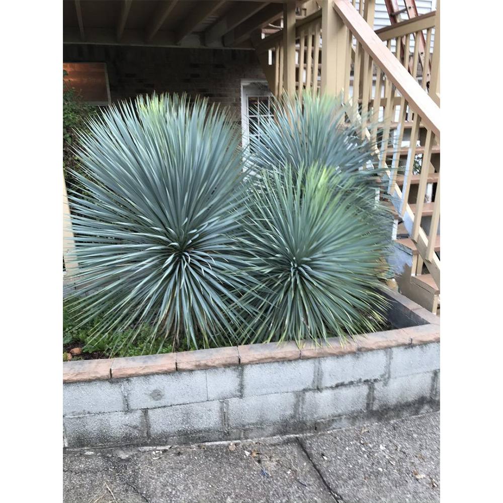 Yucca Rostrata Sapphire Skies