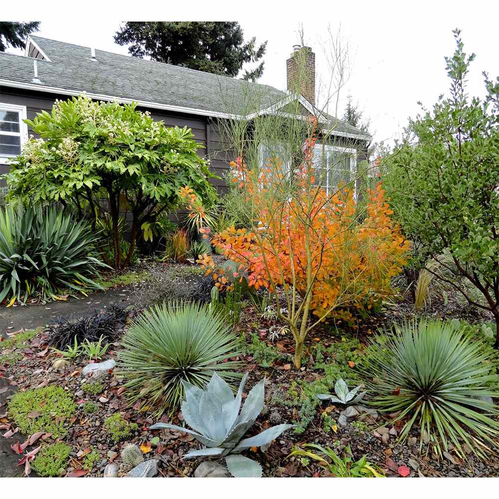 Yucca Rostrata Sapphire Skies