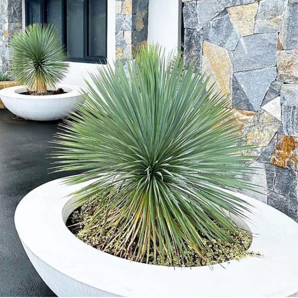 Yucca Rostrata Sapphire Skies