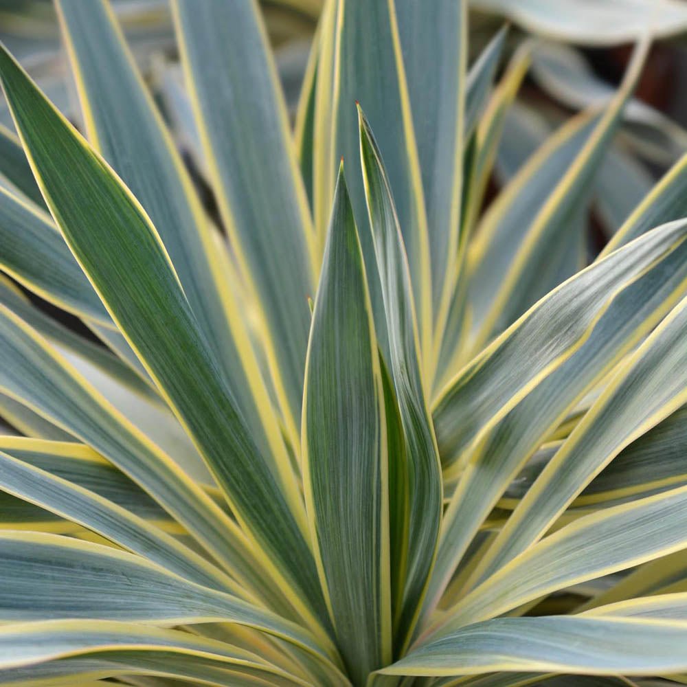 Yucca Variegata, cu frunze verzi cu marginii galbene