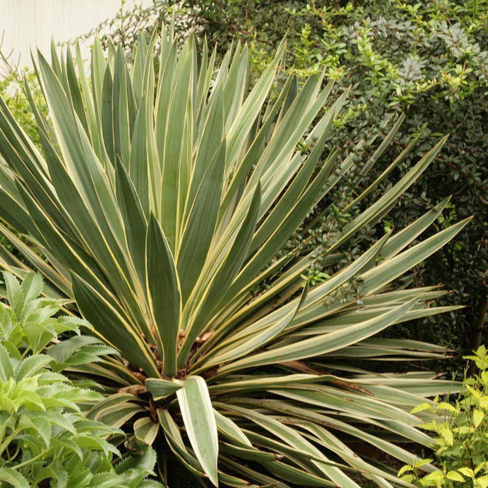 Yucca Variegata, cu frunze verzi cu marginii galbene
