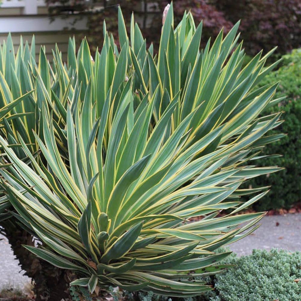 Yucca Variegata, cu frunze verzi cu marginii galbene