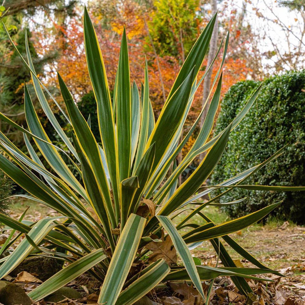 Yucca Variegata, cu frunze verzi cu marginii galbene