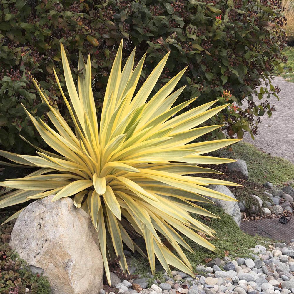 Yucca Walbristar, cu frunze auriu-verde