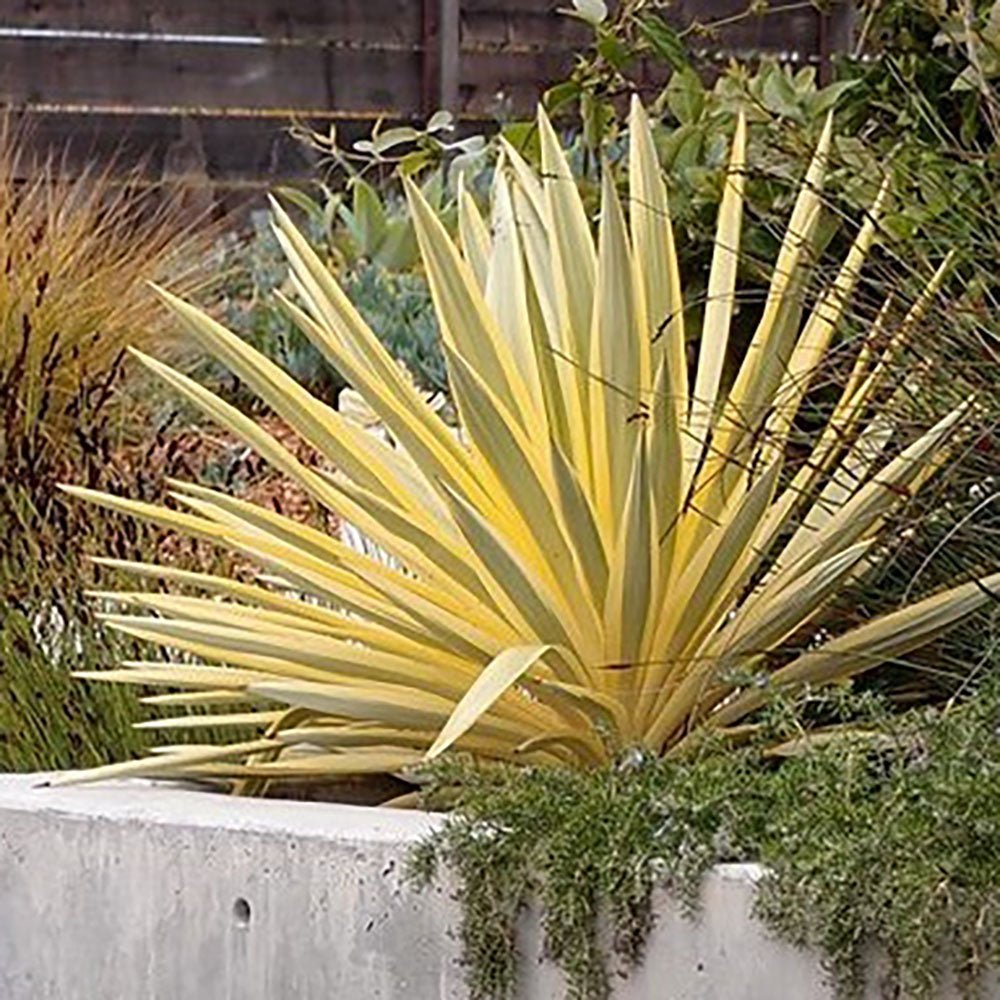 Yucca Walbristar, cu frunze auriu-verde