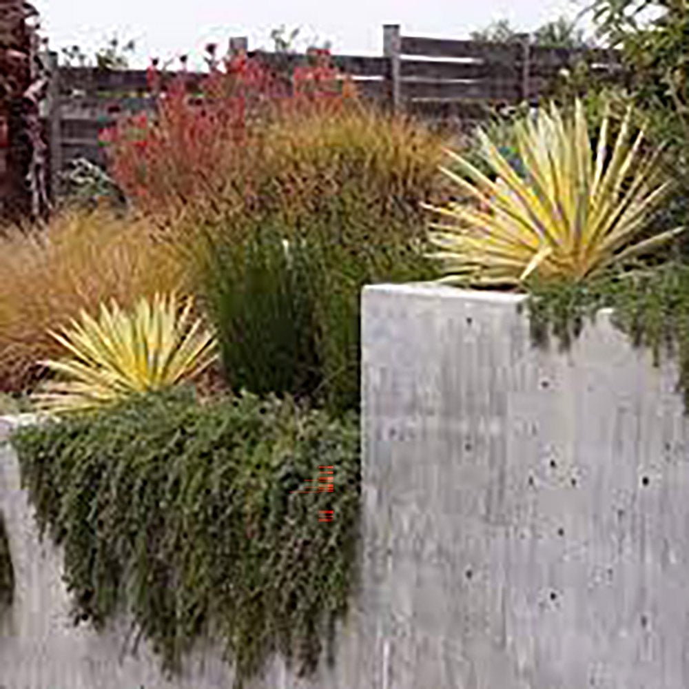 Yucca Walbristar, cu frunze auriu-verde
