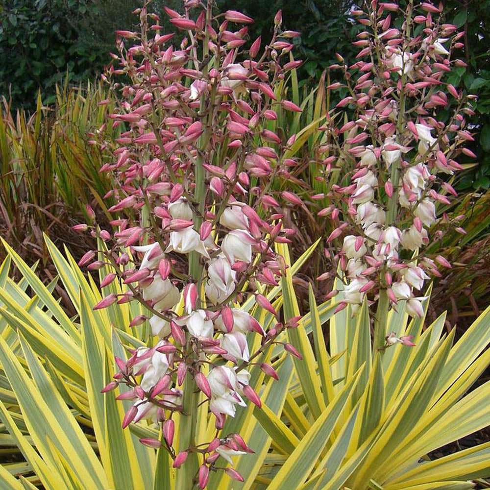 Yucca Walbristar, cu frunze auriu-verde