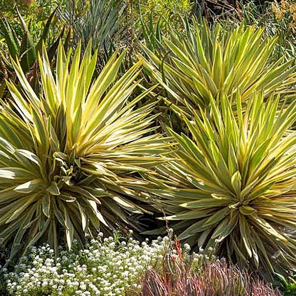 Yucca Walbristar, cu frunze auriu-verde