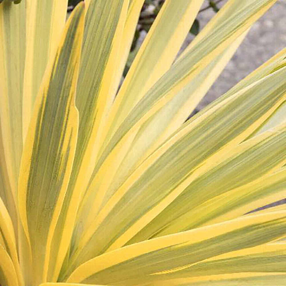 Yucca Walbristar, cu frunze auriu-verde