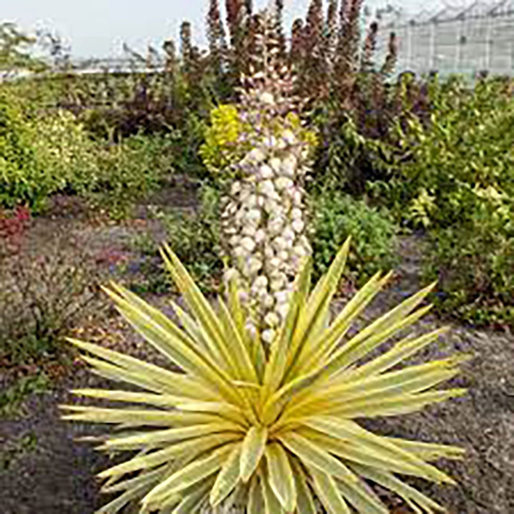 Yucca Walbristar, cu frunze auriu-verde