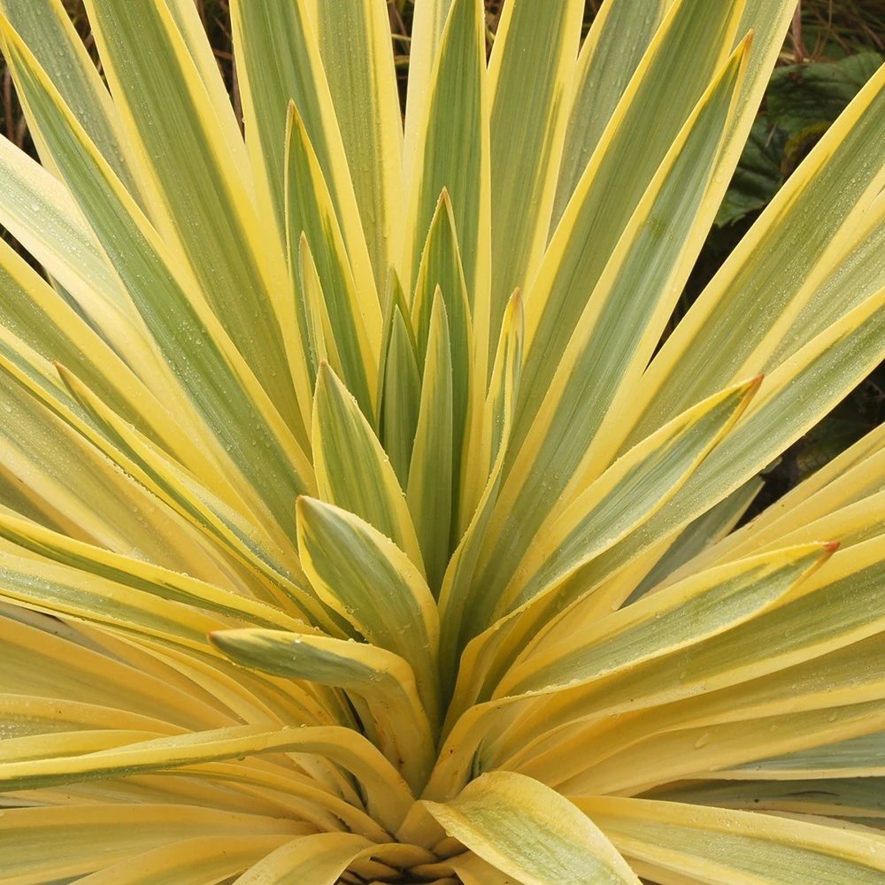 Yucca Walbristar, cu frunze auriu-verde