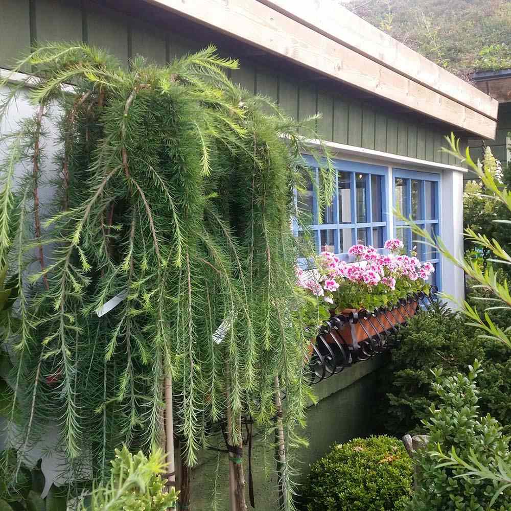 Zada (Larix) Stiff Weeper