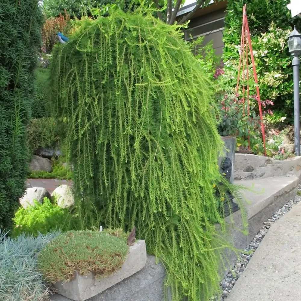 Zada (Larix) Stiff Weeper