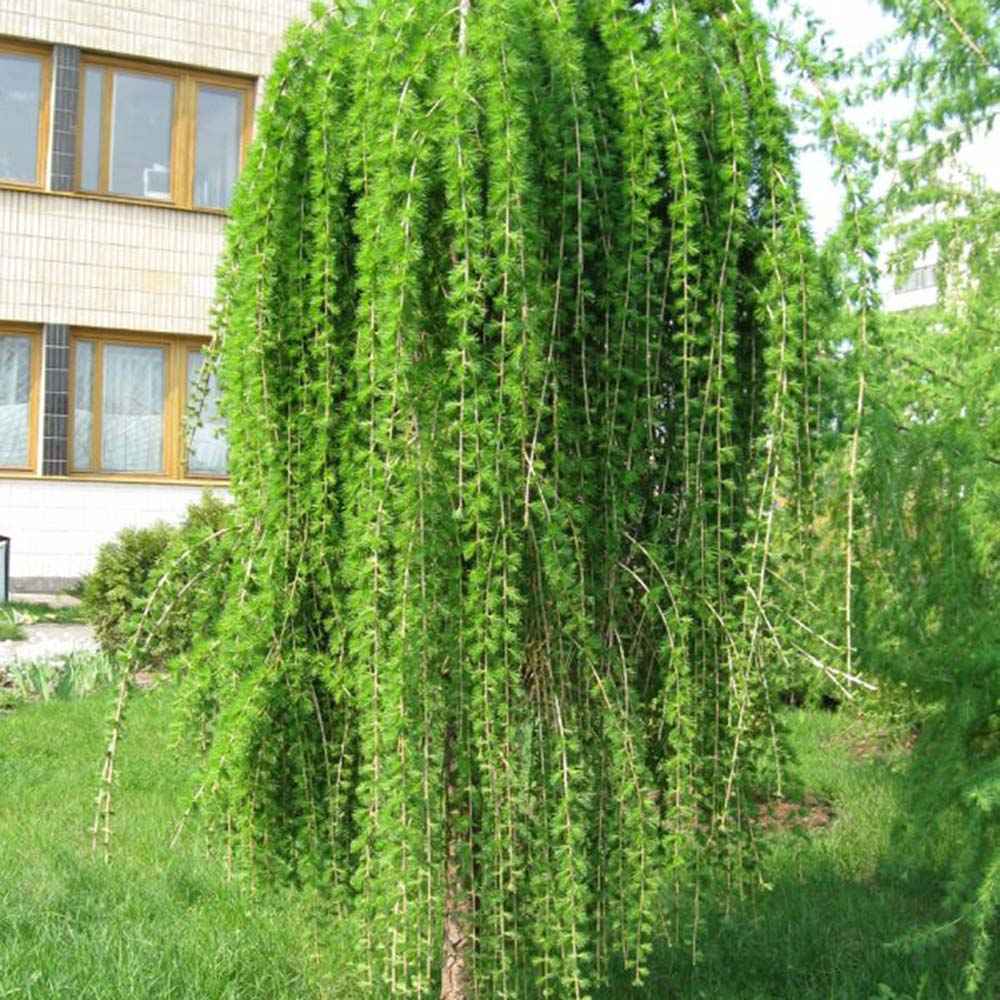 Zada (Larix) Stiff Weeper
