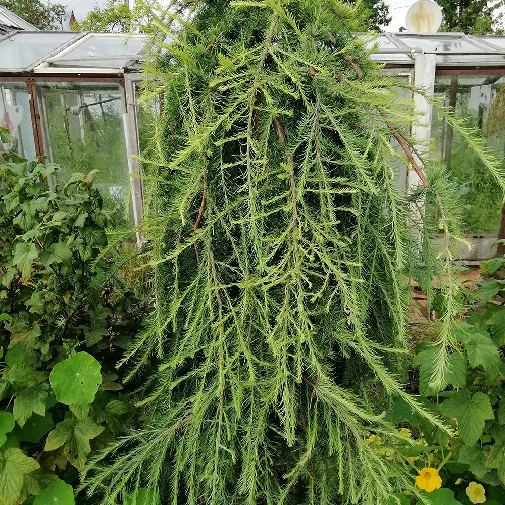 Zada (Larix) Stiff Weeper