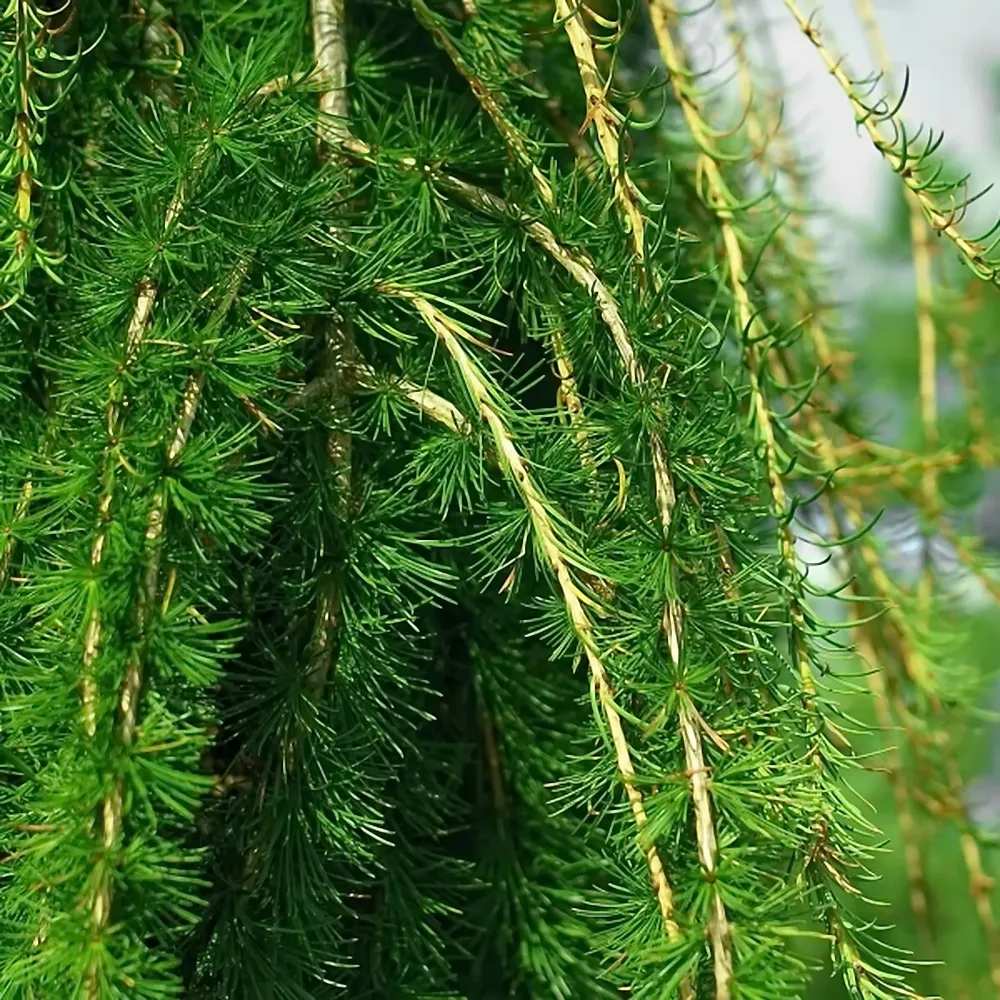 Zada (Larix) Stiff Weeper